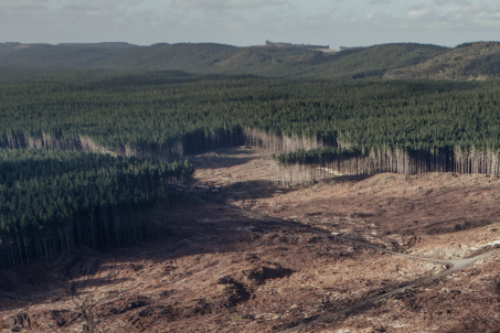 Deforestation feature image